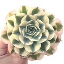 Echeveria 'Compton Carousel' Variegated 5" Succulent Plant