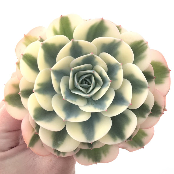 Echeveria 'Compton Carousel' Variegated 5" Succulent Plant