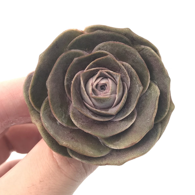 Greenovia 'El Hiero' 1"-2" Rare Succulent Plant