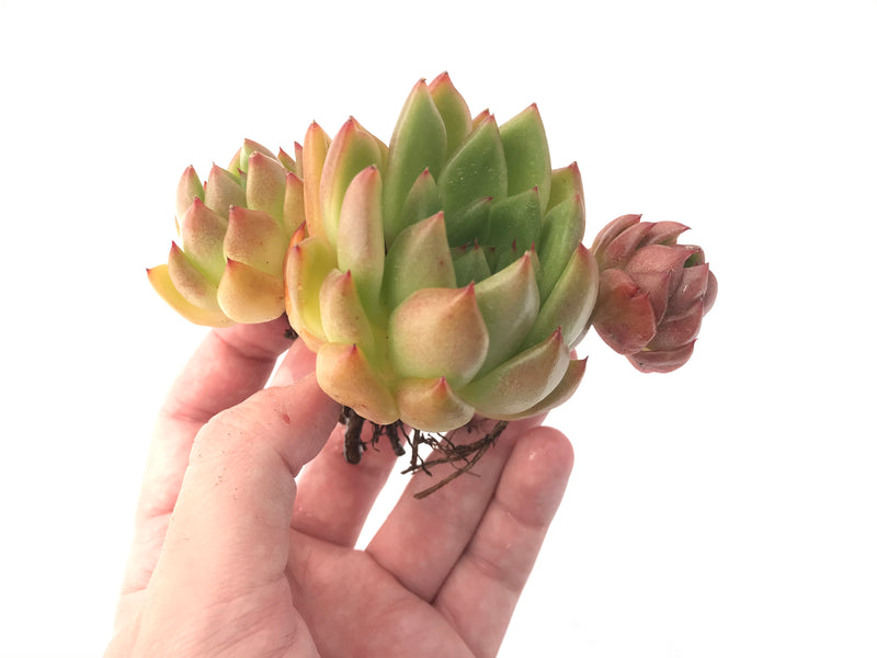 Echeveria Agavoides 'Bravo' Cluster 3"-4" Succulent Plant