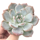 Echeveria 'Orange Monroe' 3" Rare Powdery Succulent Plant