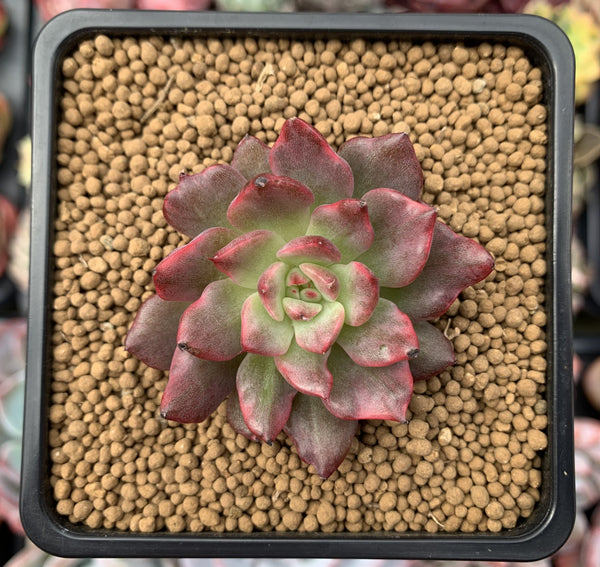 Echeveria Agavoides 'Miracle' Variegated 3" Succulent Plant