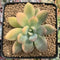 Graptoveria 'Opalina' Variegated 2"-3" Succulent Plant