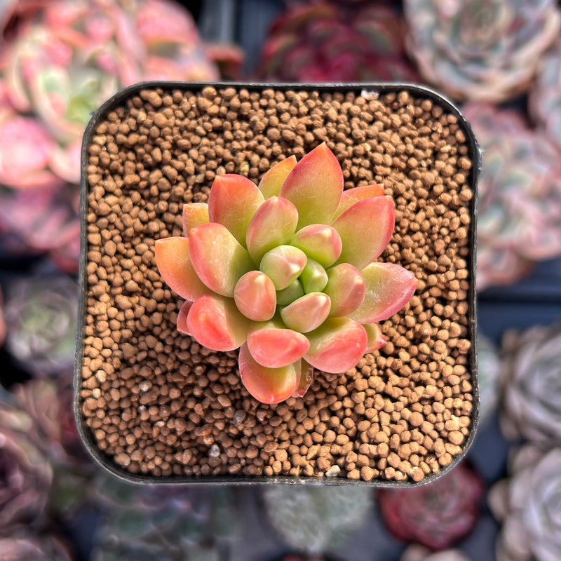 Pachyphytum Compactum 'Pink Glaucum' 1" Small Succulent Plant