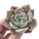 Echeveria 'Lehman' New Hybrid 2" Powdery Succulent Plant