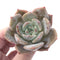 Echeveria 'Lehman' New Hybrid 2" Powdery Succulent Plant