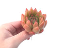 Echeveria Agavoides 'Pink Maria' 2"-3" Succulent Plant