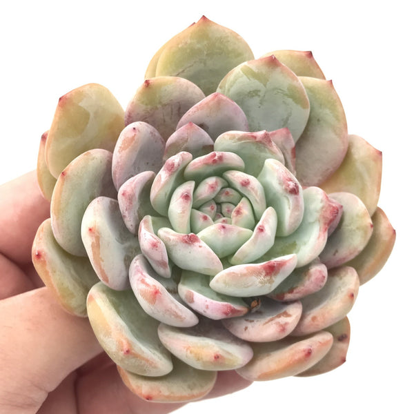 Echeveria 'Ivory' Hybrid 4" Rare Succulent Plant