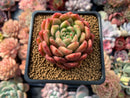 Echeveria Agavoides sp. 2"-3" Succulent Plant