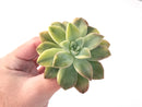 Echeveria 'Harry Watson' Variegated 3" Succulent Plant