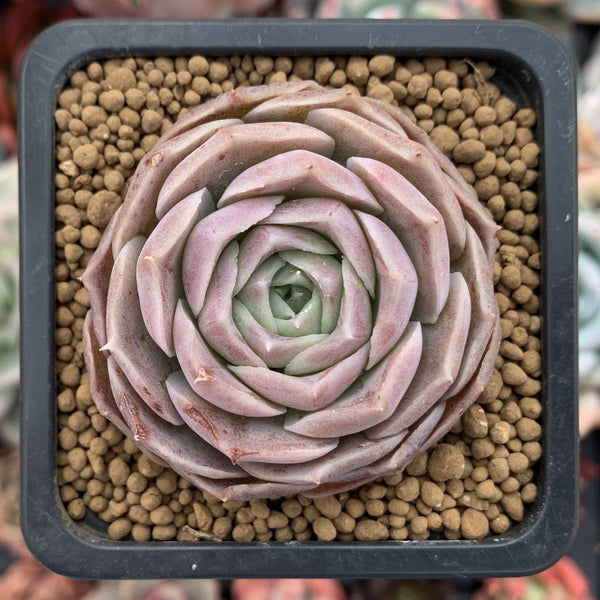 Echeveria 'Simulans Ascension' Hybrid 1" Succulent Plant