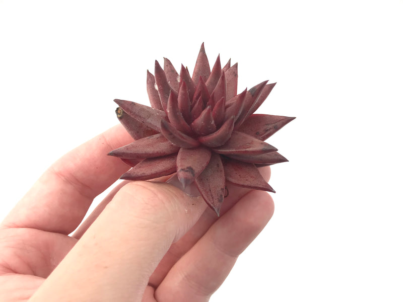 Echeveria Agavoides 'Sirus' 2" Succulent Plant