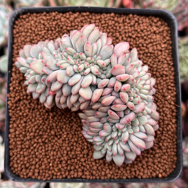 Echeveria 'Ariel' 2" Crested Cluster Succulent Plant