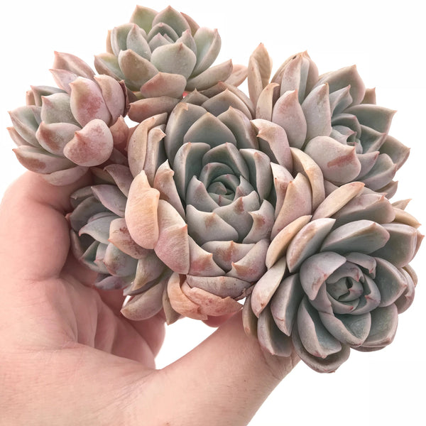 Echeveria Sp Large Cluster 3” Rare Succulent Plant