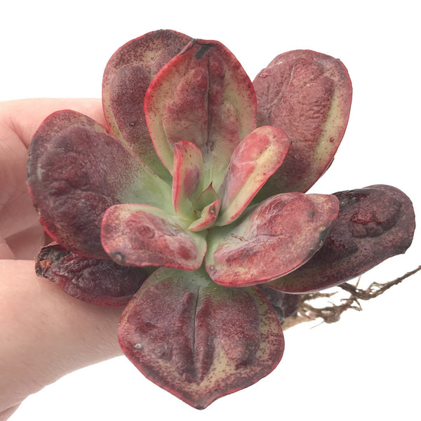 Echeveria 'Baron Bold' 2"-3" Rare Succulent Plant