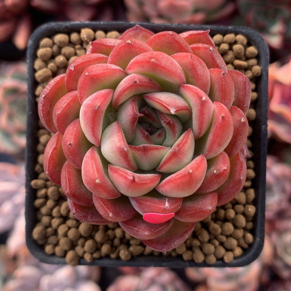 Echeveria Agavoides 'Pokeball' 1"-2" New Hybrid Succulent Plant