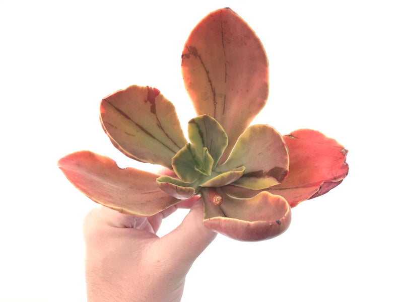 Echeveria 'Fimbriata' Variegated AKA 'Fasciculata' 5" Succulent Plant