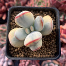 Cotyledon 'Orbiculata' 2" Variegated Succulent Plant