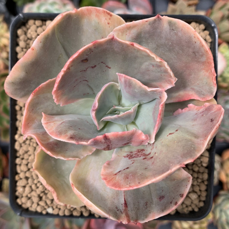 Echeveria sp. Variegated *NOT A TRUE ZUSUNG ICE AGE* 4" Succulent Plant