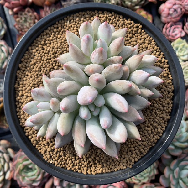 Pachyveria 'Venus' 4"-5" Powdery Succulent Plant