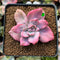 Graptoveria 'Mrs. Richards' Variegated 2" Succulent Plant