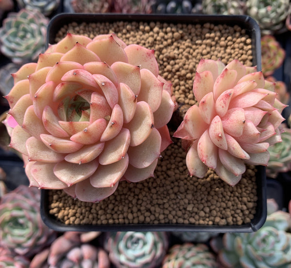 Echeveria 'Ben Badis' 5" Cluster Succulent Plant