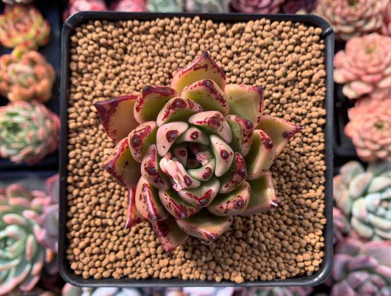 Echeveria Agavoides 'Pamila' 3" Succulent Plant