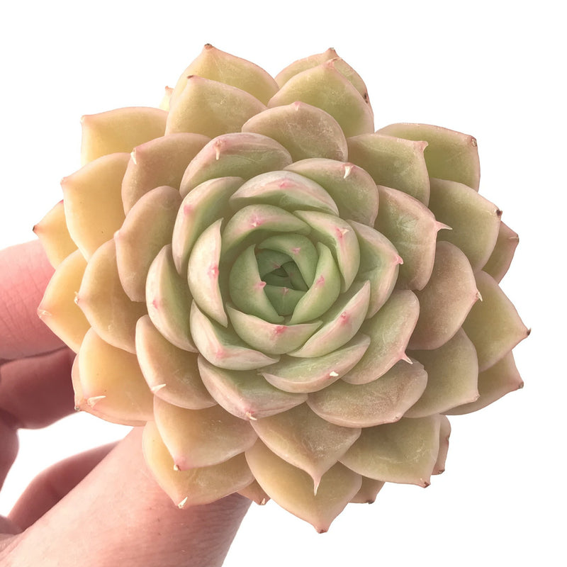 Echeveria 'Onslow' 2" Succulent Plant