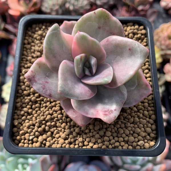 Graptopetalum 'Bainesii' Variegated 2" Succulent Plant