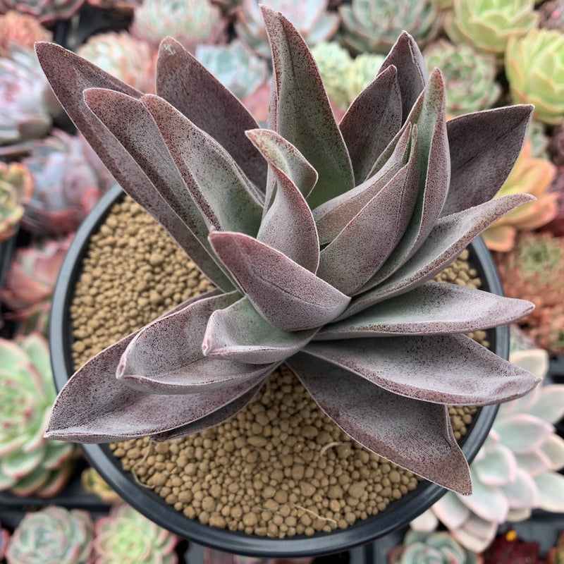 Crassula 'Garnet Lotus' 4"-5" Large Succulent Plant