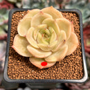 Echeveria 'Angelina' 2" Succulent Plant