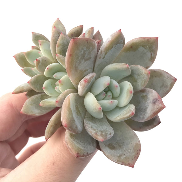 Echeveria 'Orange Monroe' 3" Cluster Powdery Succulent Plant