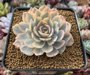 Echeveria 'Subsessilis' Variegated 3" Succulent Plant