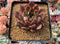 Echeveria Agavoides 'Red Bell' 3" Succulent Plant