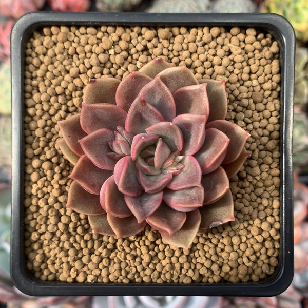 Echeveria 'Mina' 3" Succulent Plant