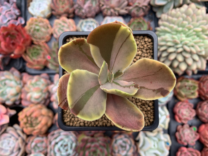 Echeveria 'Fimbriata' Variegated AKA 'Fasciculata' 3" Succulent Plant