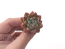 Echeveria 'Hanekansu' 1"-2" Small Succulent Plant