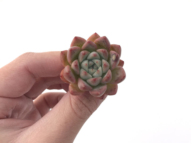 Echeveria 'Hanekansu' 1"-2" Small Succulent Plant