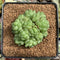 Haworthia Cymbiformis var. 'Obtusa' 2"-3" Cluster Succulent Plant