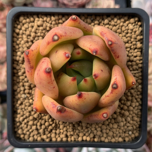 Echeveria Agavoides 'Ebony' 2" Succulent Plant