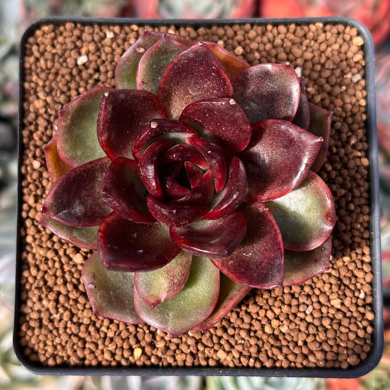 Echeveria 'Apothic Red' 2" New Hybrid Succulent Plant