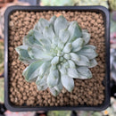 Sedeveria 'Blue Elf' Variegated 1" Succulent Plant