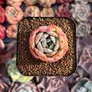 Echeveria 'Apple Grace' 1" Succulent Plant