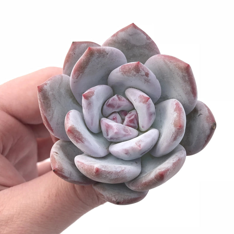 Echeveria Ivory Small 1”-2” Rare Succulent Plant