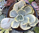 Echeveria sp. Variegated *NOT A TRUE ZUSUNG ICE AGE* 4" Succulent Plant