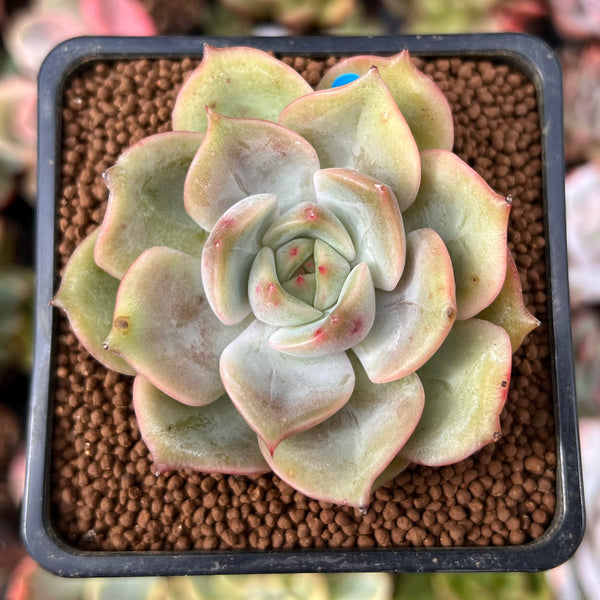 Echeveria 'Angelina' 2" Succulent Plant