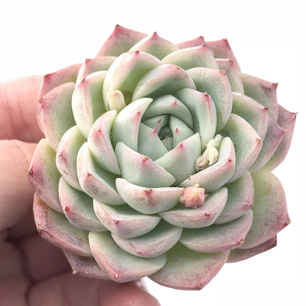 Echeveria Crystal Rose 3” Rare Succulent Plant