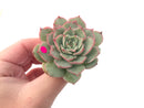 Echeveria ‘Ice Love’ Variegated 2” Succulent Plant