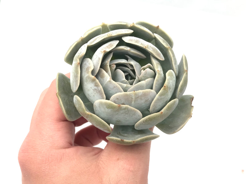 Echeveria 'Laura' 4" Succulent Plant