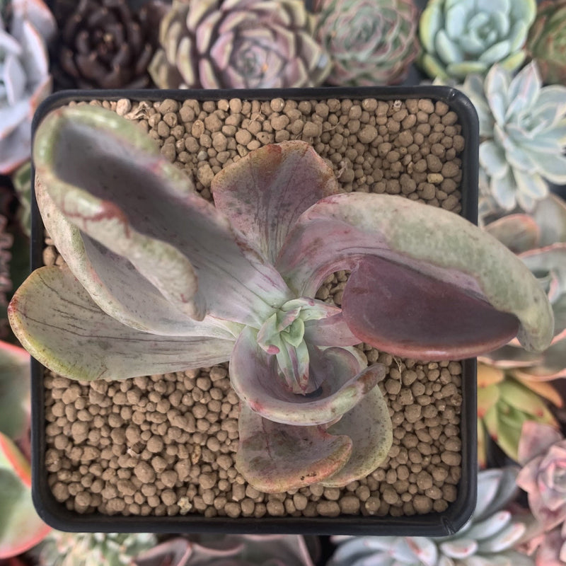 Pachyveria 'Jocelyns Joy' Variegated 2" Succulent Plant